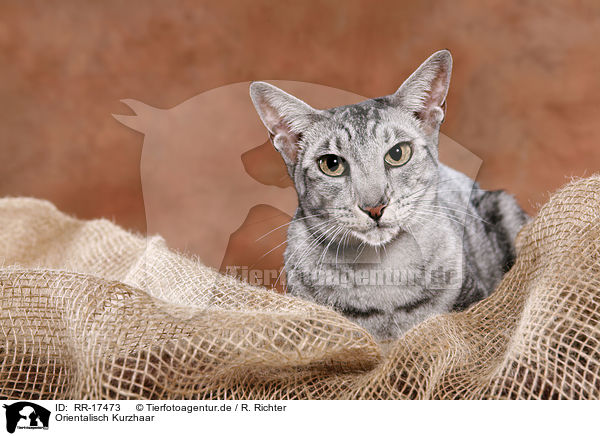 Orientalisch Kurzhaar / Oriental Shorthair Cat / RR-17473