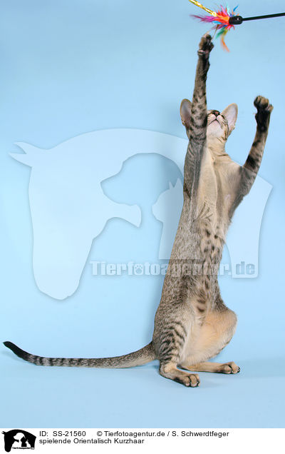 spielende Orientalisch Kurzhaar / playing Oriental Shorthair / SS-21560