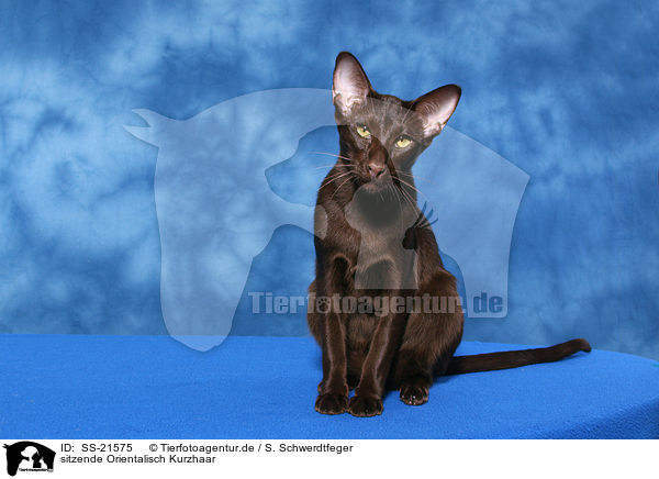 Orientalisch Kurzhaar / Oriental Shorthair / SS-21575