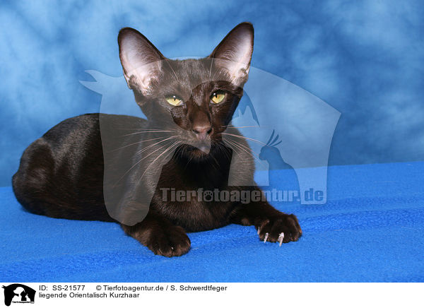 Orientalisch Kurzhaar / Oriental Shorthair / SS-21577