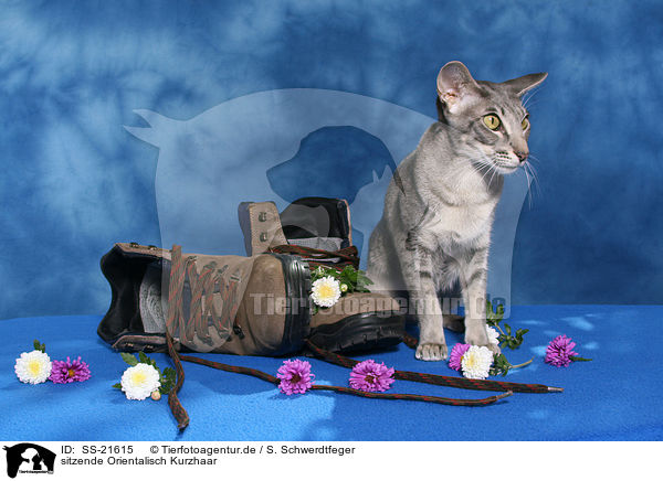 Orientalisch Kurzhaar / Oriental Shorthair / SS-21615