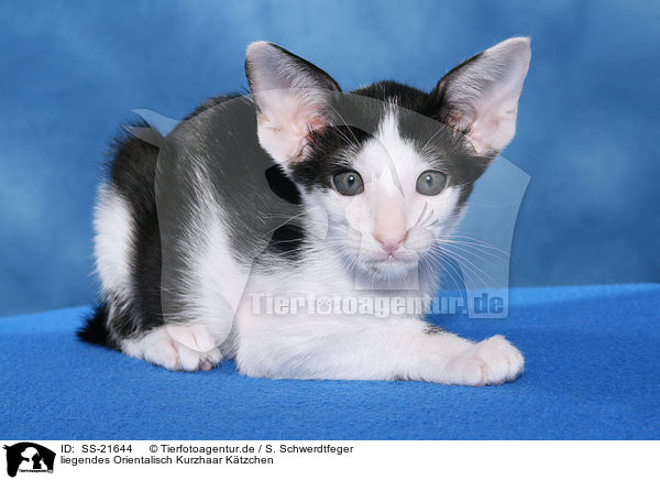 Orientalisch Kurzhaar Ktzchen / Oriental Shorthair Kitten / SS-21644