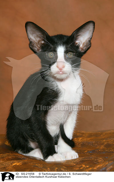 Orientalisch Kurzhaar Ktzchen / Oriental Shorthair Kitten / SS-21658
