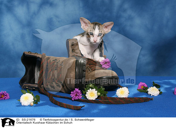 Orientalisch Kurzhaar K�tzchen / Oriental Shorthair Kitten / SS-21676