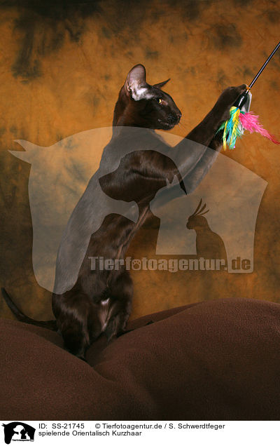 spielende Orientalisch Kurzhaar / playing Oriental Shorthair / SS-21745