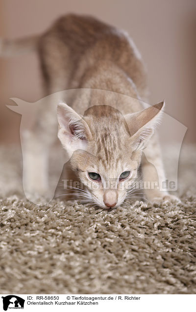 Orientalisch Kurzhaar K�tzchen / Oriental Shorthair kitten / RR-58650