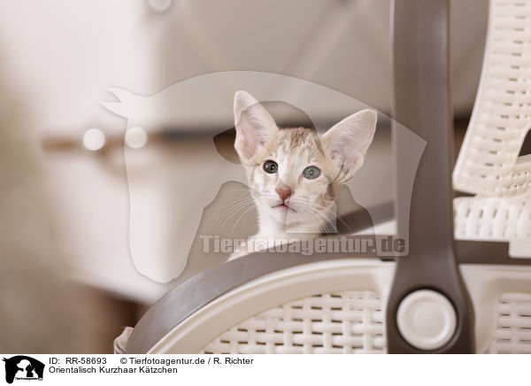 Orientalisch Kurzhaar Ktzchen / Oriental Shorthair kitten / RR-58693