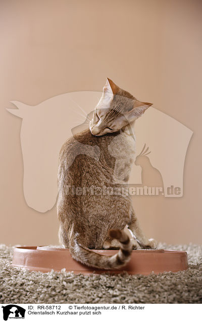 Orientalisch Kurzhaar putzt sich / Oriental Shorthair is cleaning herself / RR-58712
