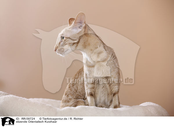 sitzende Orientalisch Kurzhaar / sitting Oriental Shorthair / RR-58724