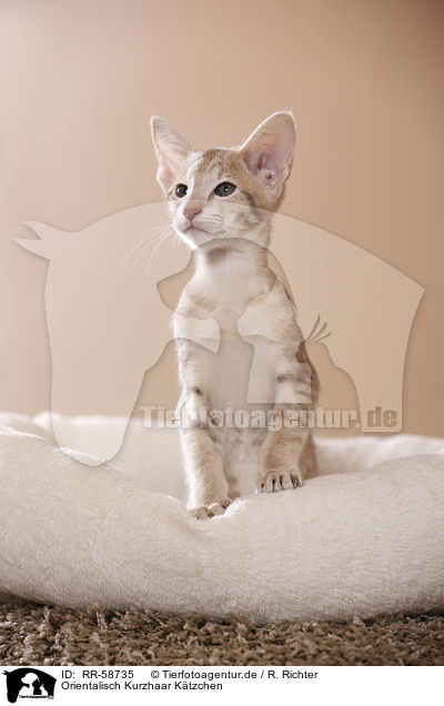 Orientalisch Kurzhaar Ktzchen / Oriental Shorthair kitten / RR-58735