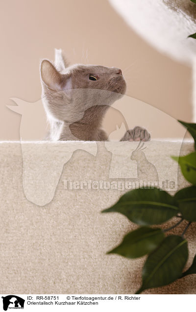 Orientalisch Kurzhaar Ktzchen / Oriental Shorthair kitten / RR-58751