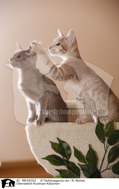 Orientalisch Kurzhaar Ktzchen / Oriental Shorthair kitten / RR-58763