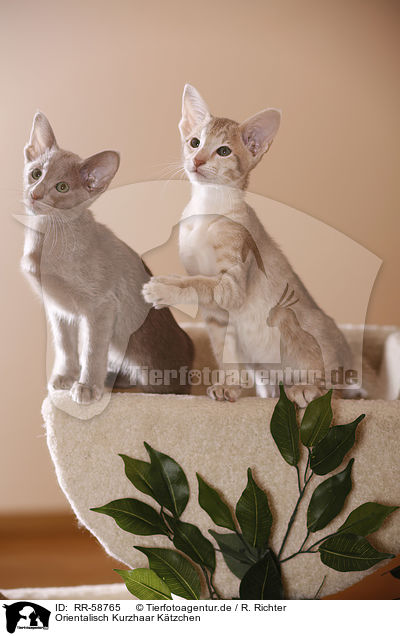 Orientalisch Kurzhaar Ktzchen / Oriental Shorthair kitten / RR-58765