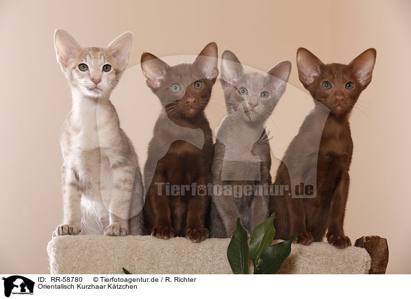 Orientalisch Kurzhaar Ktzchen / Oriental Shorthair kitten / RR-58780