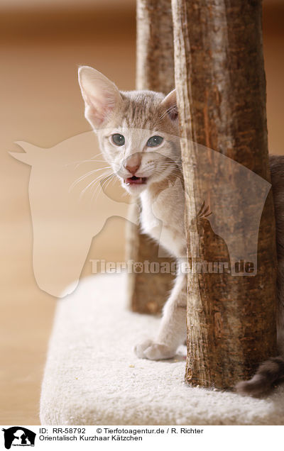 Orientalisch Kurzhaar Ktzchen / Oriental Shorthair kitten / RR-58792
