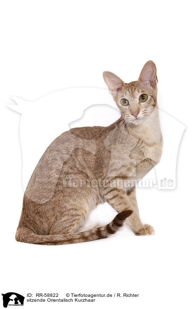 sitzende Orientalisch Kurzhaar / sitting Oriental Shorthair / RR-58822