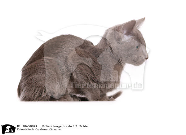 Orientalisch Kurzhaar Ktzchen / Oriental Shorthair kitten / RR-58844