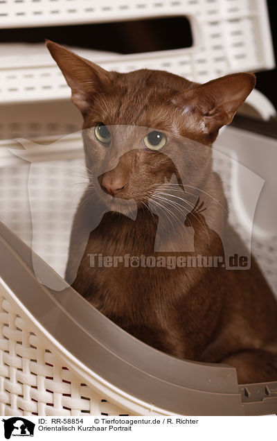 Orientalisch Kurzhaar Portrait / Oriental Shorthair Portrait / RR-58854