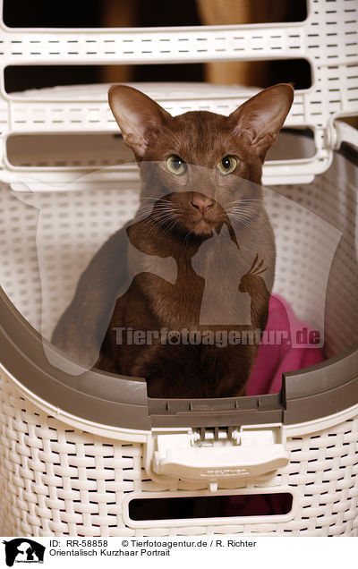 Orientalisch Kurzhaar Portrait / Oriental Shorthair Portrait / RR-58858