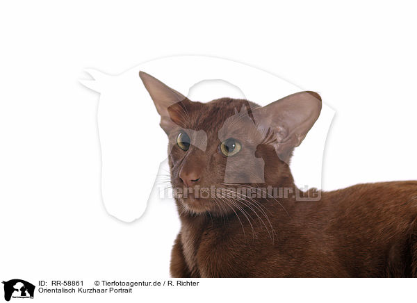 Orientalisch Kurzhaar Portrait / RR-58861