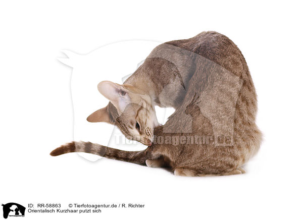 Orientalisch Kurzhaar putzt sich / Oriental Shorthair is cleaning herself / RR-58863