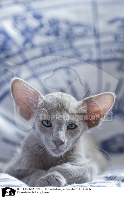 Orientalisch Langhaar / HBO-01533