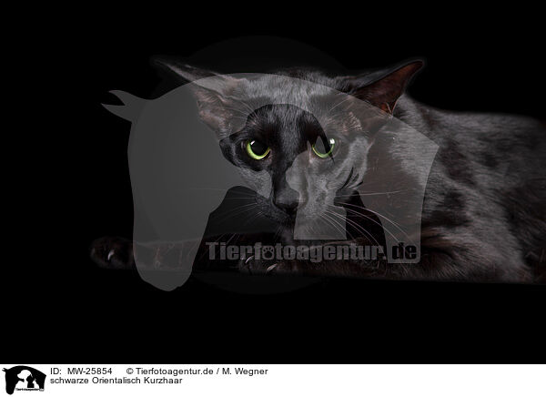 schwarze Orientalisch Kurzhaar / black Oriental Shorthair / MW-25854