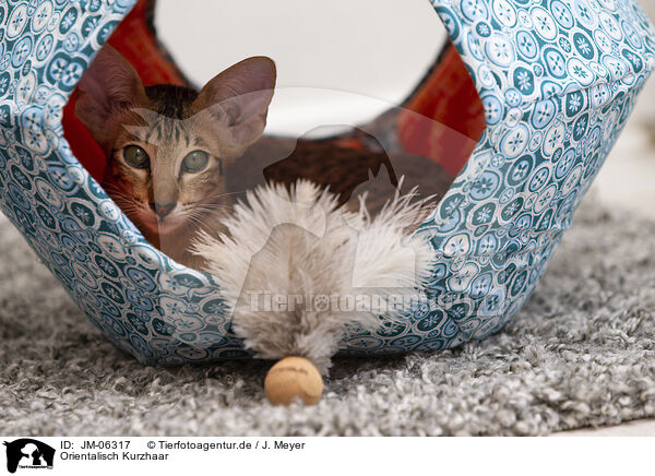 Orientalisch Kurzhaar / Oriental Shorthair / JM-06317