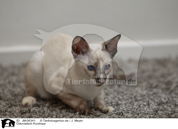 Orientalisch Kurzhaar / Oriental Shorthair / JM-06341
