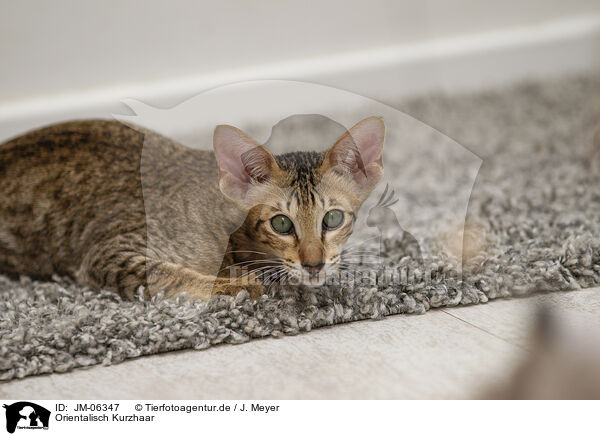 Orientalisch Kurzhaar / Oriental Shorthair / JM-06347