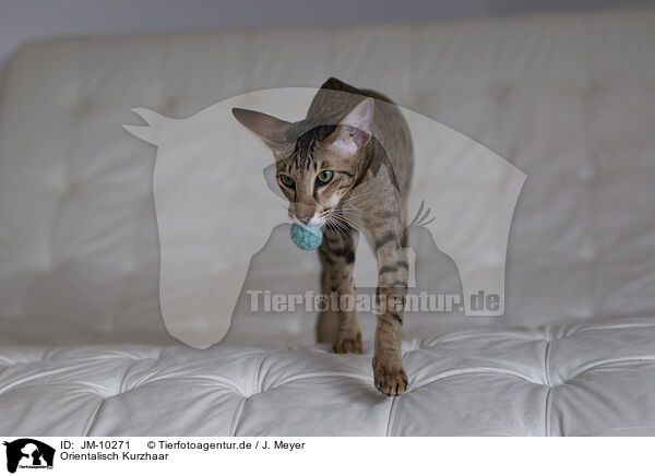 Orientalisch Kurzhaar / Oriental Shorthair / JM-10271