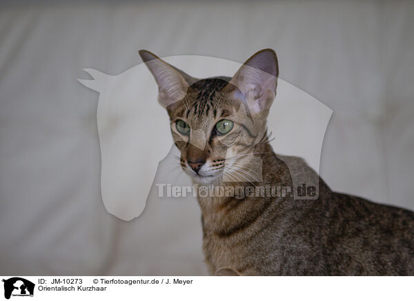 Orientalisch Kurzhaar / Oriental Shorthair / JM-10273