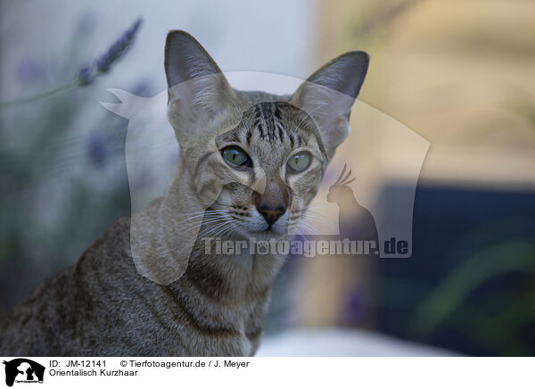 Orientalisch Kurzhaar / JM-12141