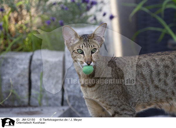 Orientalisch Kurzhaar / Oriental Shorthair / JM-12150