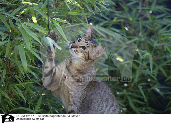 Orientalisch Kurzhaar / Oriental Shorthair / JM-12157