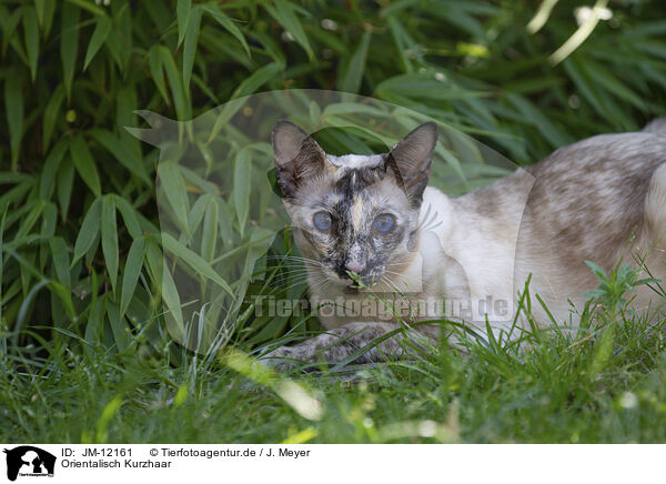 Orientalisch Kurzhaar / Oriental Shorthair / JM-12161