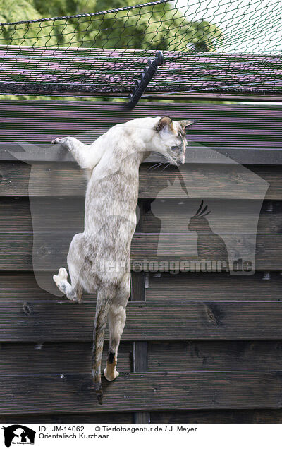 Orientalisch Kurzhaar / Oriental Shorthair / JM-14062