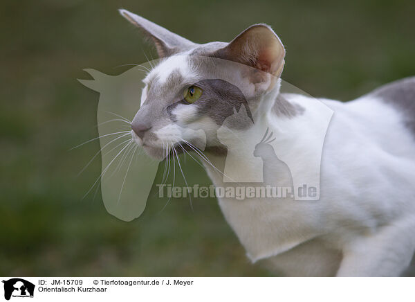 Orientalisch Kurzhaar / Oriental Shorthair / JM-15709