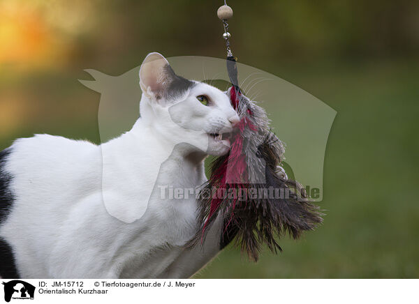 Orientalisch Kurzhaar / Oriental Shorthair / JM-15712