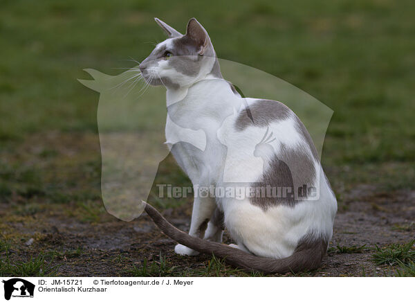 Orientalisch Kurzhaar / Oriental Shorthair / JM-15721