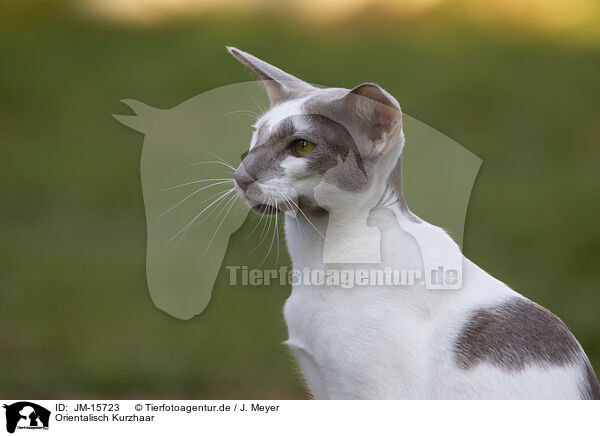 Orientalisch Kurzhaar / Oriental Shorthair / JM-15723