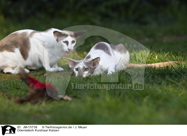 Orientalisch Kurzhaar Katzen / JM-15738