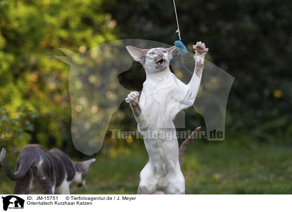 Orientalisch Kurzhaar Katzen / Oriental Shorthairs / JM-15751