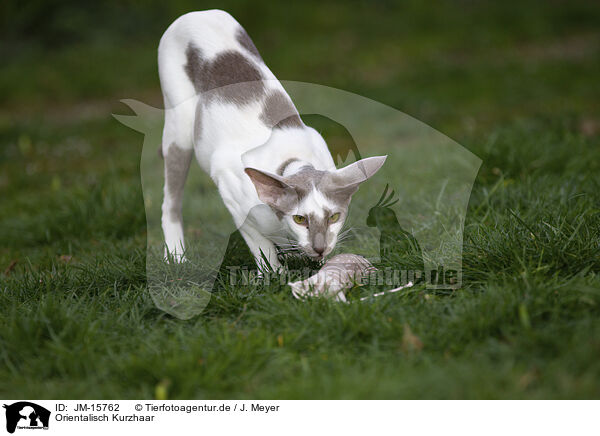 Orientalisch Kurzhaar / Oriental Shorthair / JM-15762