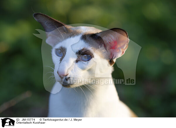 Orientalisch Kurzhaar / Oriental Shorthair / JM-15774