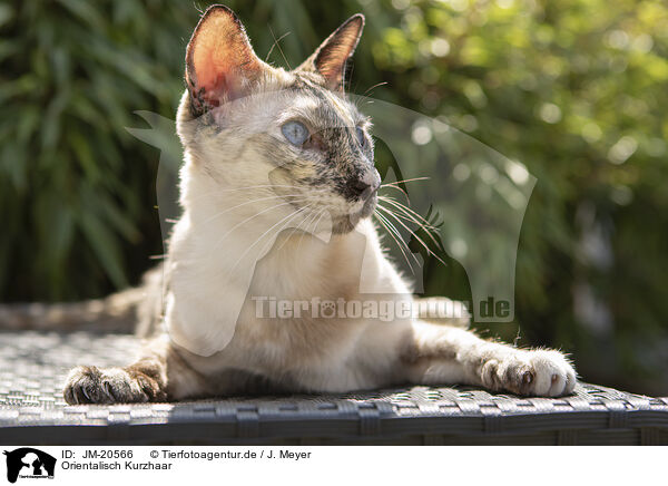 Orientalisch Kurzhaar / Oriental Shorthair / JM-20566
