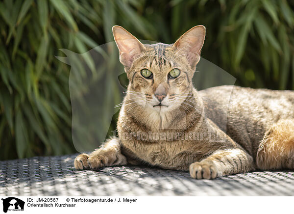 Orientalisch Kurzhaar / Oriental Shorthair / JM-20567
