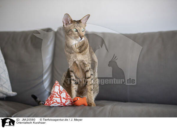Orientalisch Kurzhaar / Oriental Shorthair / JM-20580