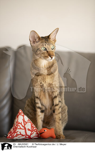 Orientalisch Kurzhaar / Oriental Shorthair / JM-20581