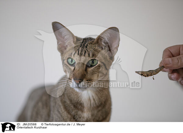 Orientalisch Kurzhaar / Oriental Shorthair / JM-20588